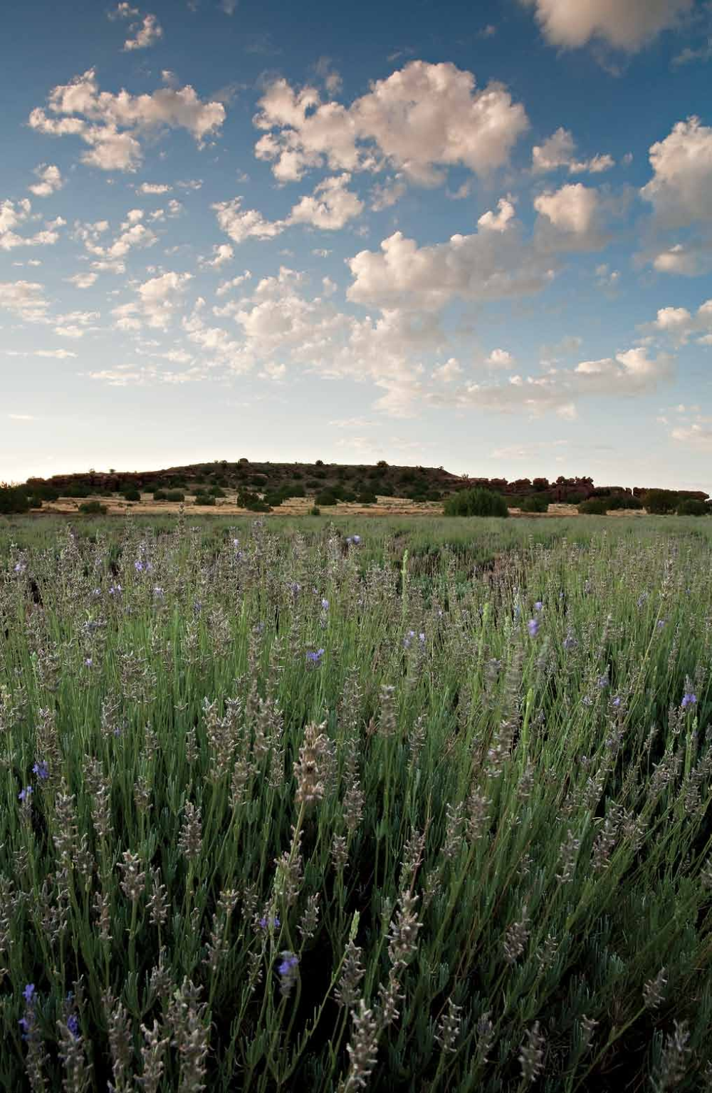 LAVENDER FIELDS FOREVER | Arizona Highways