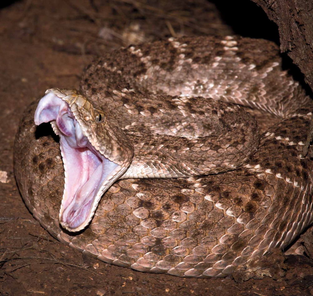 The Western diamondback rattlesnake (Crotalus atrox) is common in the southwestern United States, particularly at elevations below sea level and up to 6,500 feet. The snake - classified as a pit viper - is characterized by a triangular head and dark, diamond-shaped patterns along its back.