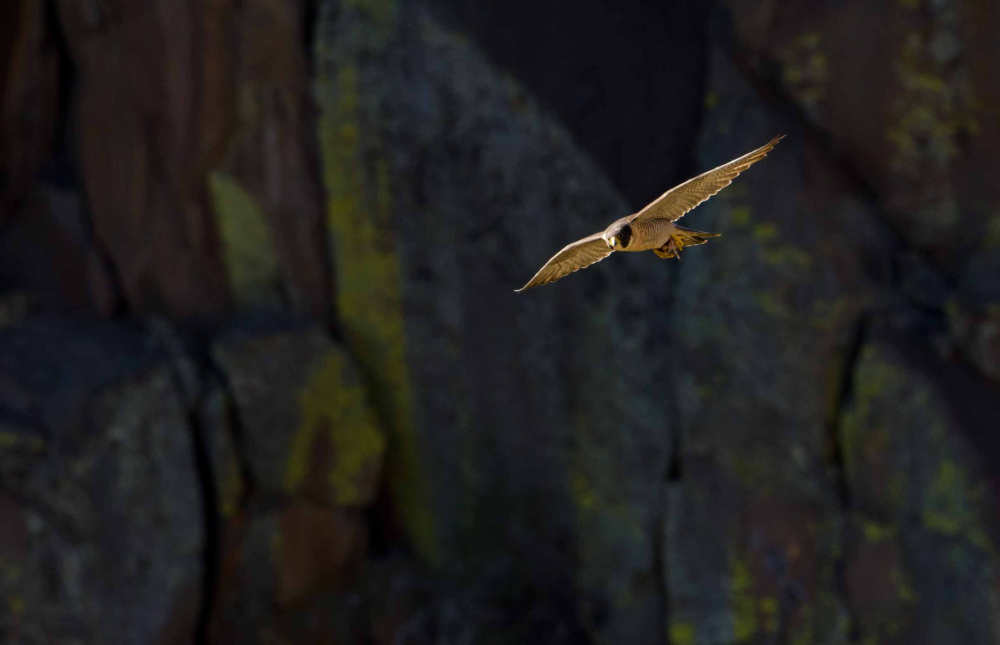 Peregrine Falcons Can Really Fly
