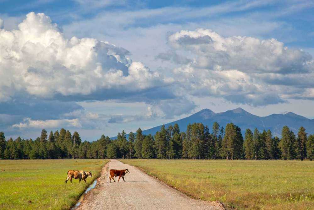 SCENIC DRIVE