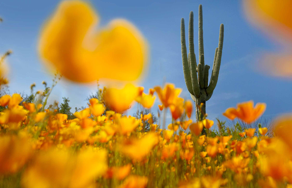 WILDFLOWERS 2014