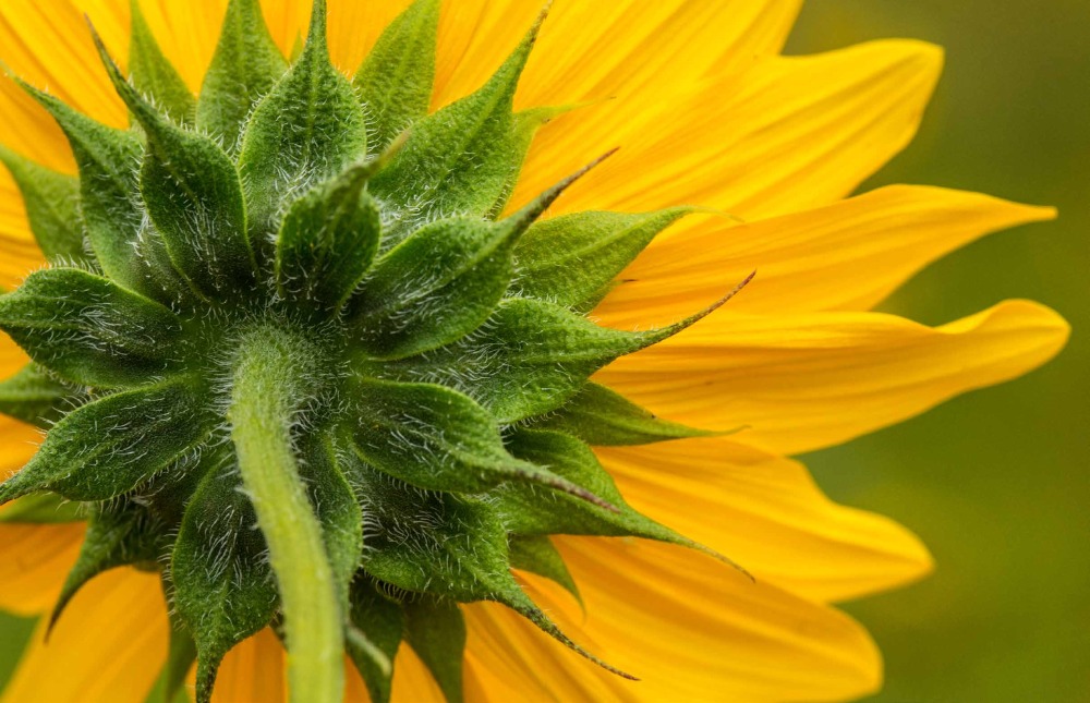 A common sunflower blooms at Sunset Crater Volcano National Monument near Flagstaff.