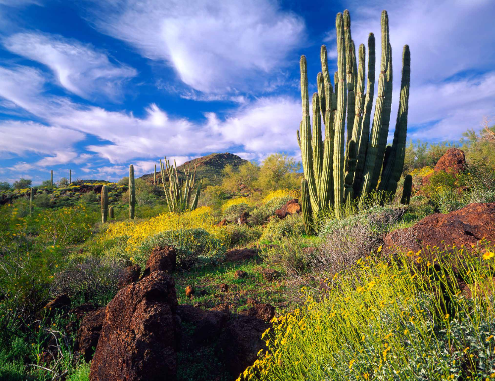 ORGAN PIPE CACTUS NATIONAL MONUMENT