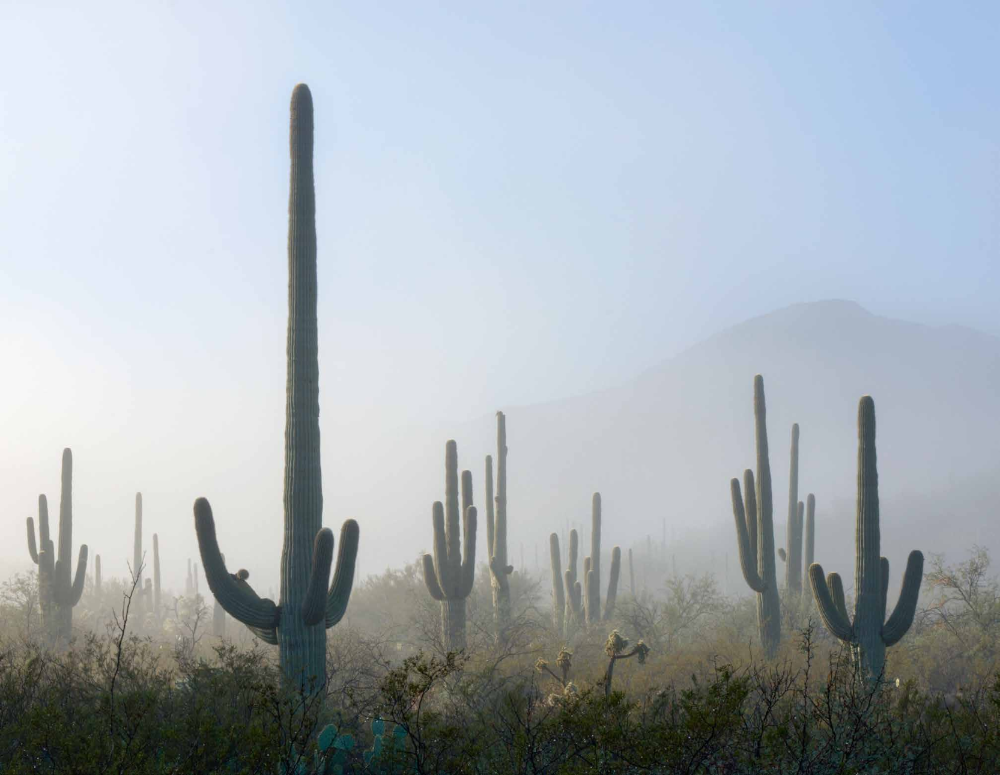 SAGUARO NATIONAL PARK