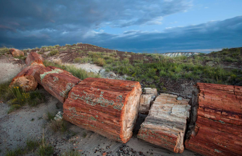 THE SOUND OF FALLEN TREES