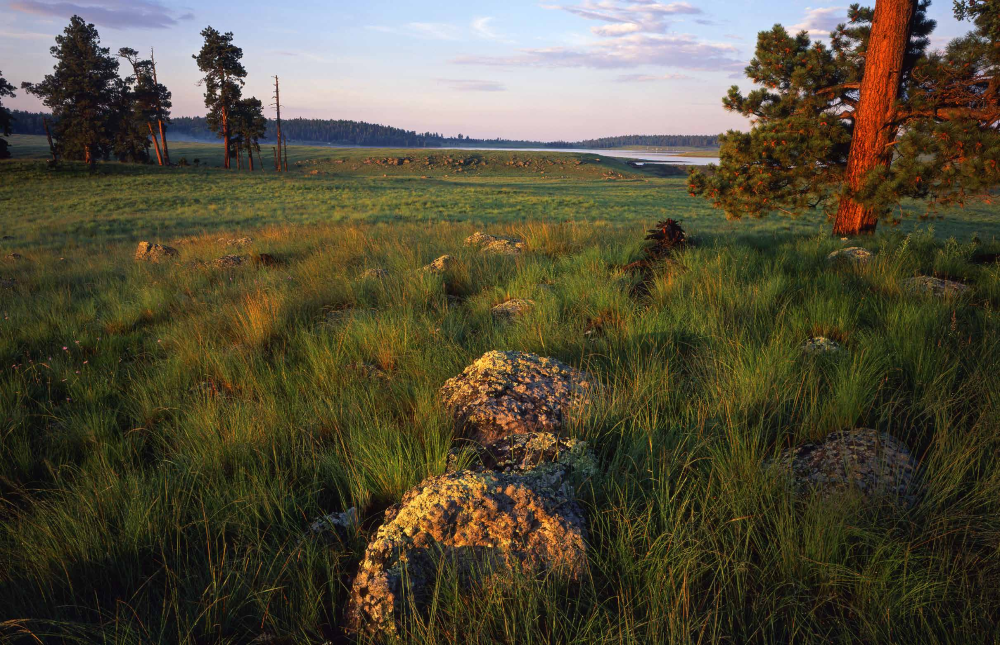 First light colors the ponderosa pines and tall grass surrounding Big Lake, a popular recreation spot in the White Mountains south of Springerville.
