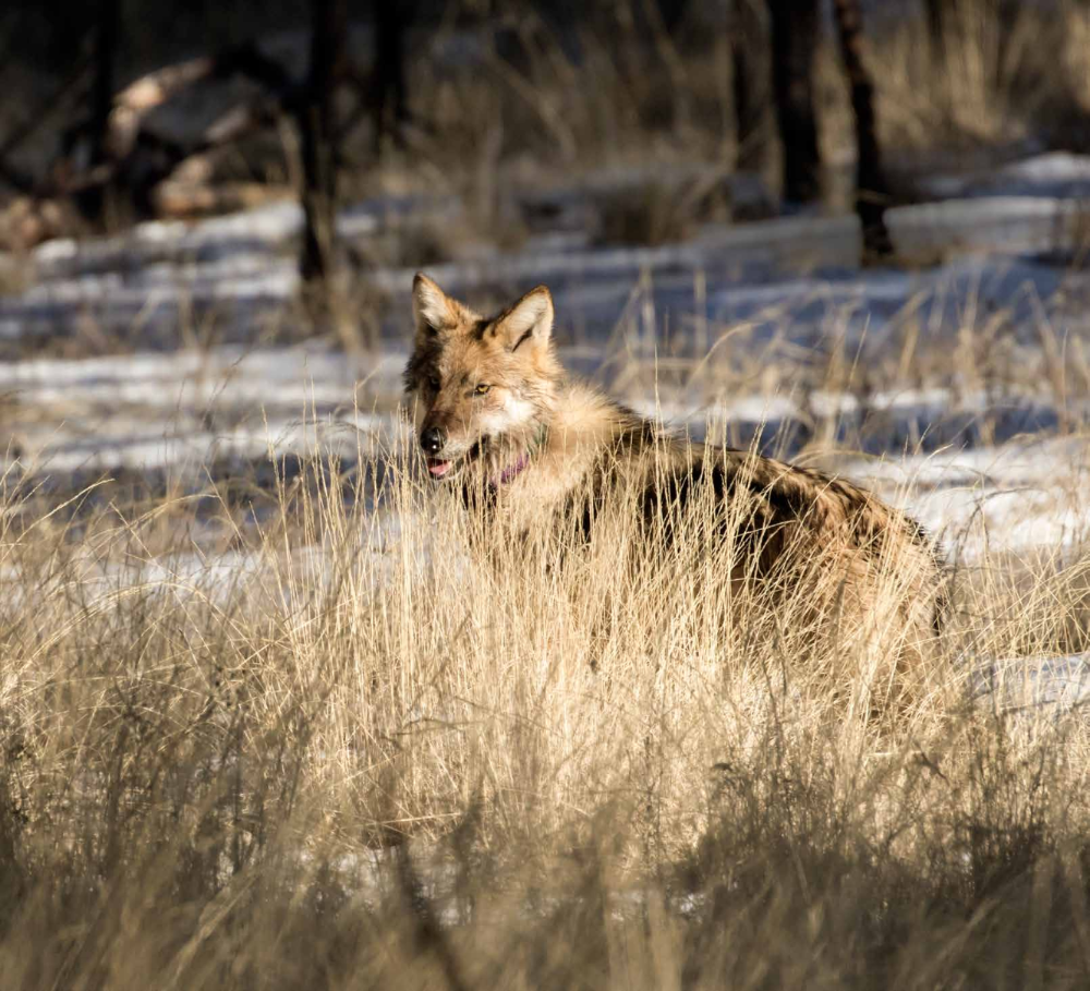 Mexican wolves hold a treasured place in the White Mountain Apache Tribe's lore, but the reintroduction of the species remains controversial even among tribal members.