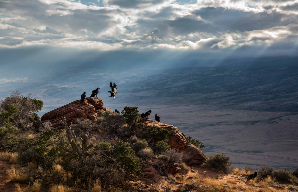 RARE BIRDS