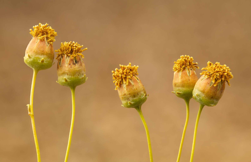 Hopi tea greenthread sprouts at Las Cienegas National Conservation Area southeast of Tucson.