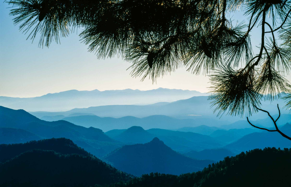 The evergreens of Eastern Arizona's Blue Range Primitive Area frame a view of New Mexico's Blue Range Wilderness to the east. While New Mexico's portion of the Blue Range has received wilderness protection, Arizona's remains a primitive area - the last such area in the U.S.