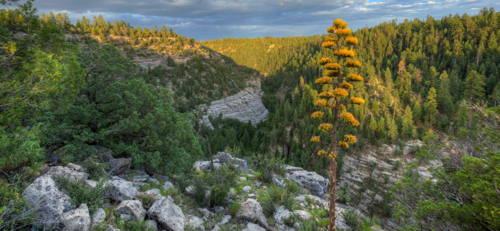 An agave stalk blooms on the rim of Walnut Canyon near Flagstaff.