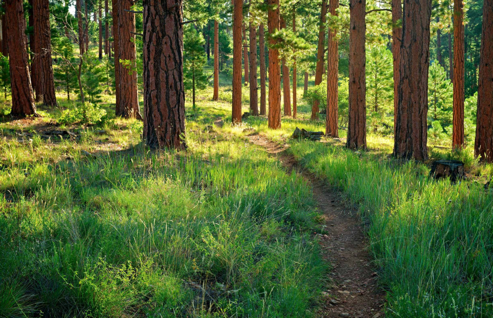 The Rainbow Rim Trail winds through mature ponderosas as it approaches the Grand Canyon's North Rim.