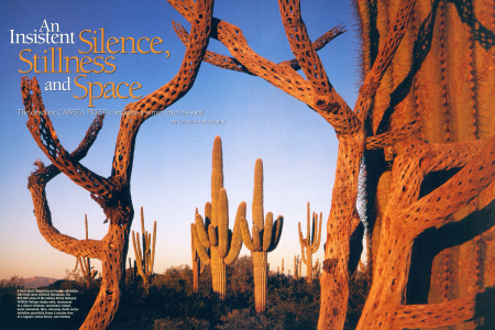 Here, decaying cholla cactus skeletons gracefully frame a sunrise view of a saguaro cactus forest.