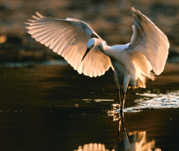 Restoring Wild Places