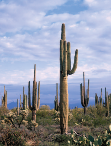 Butterfield Stage Trail