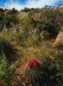 A barrel cactus sports scarlet blooms alongside the Granite Overlook Trail, a 2-mile loop leading to the 4,500-foot highest point within Oracle State Park in southern Arizona.
