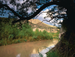 Clutching the San Francisco's riverbank with its exposed roots, an Arizona white oak tree frames a view of Antelope Mesa to the north.