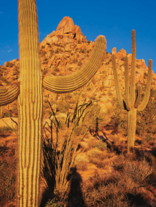 Pinnacle Peak in Scottsdale