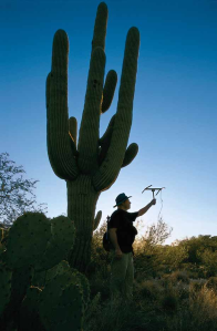 University of Arizona herpetologist Matt Goode assigns each tiger rattlesnake a radio frequency and a three-digit number correlating with the three-color code he paints on its rattle.