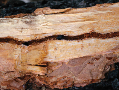 Dealing With Those Pesky Bark Beetles