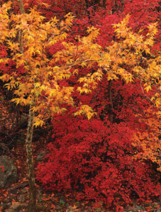 Oak Creek Canyon in Radiant Color