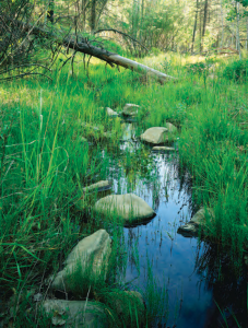 Major Gold Strike Along the Hassayampa!