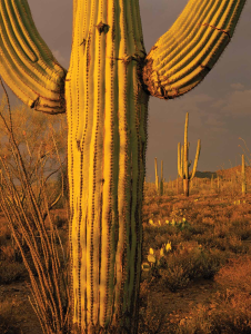 Distinctly Arizona: The Places That Define Us