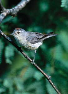 A Rich Avian Habitat