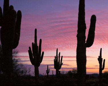 Ancient Desert Messages, Meanings Unknown
