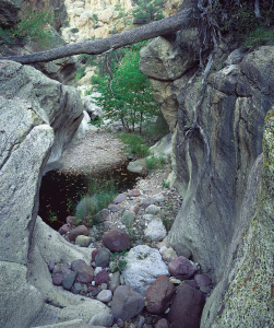 Richard K. Webb on SYCAMORE CREEK