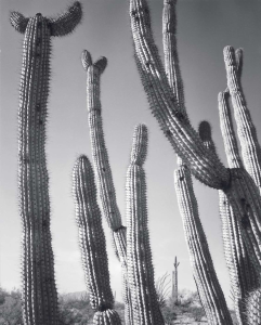 ORGAN PIPE CACTUS NATIONAL MONUMENT