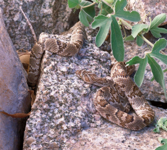 Look in the Rocks for Desert Critters