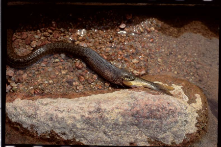 The "missing" Thamnophis rufipunctatus "captured" by Arizona Highways photographer Richard K. Webb.