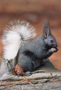 The tassel-eared squirrel thrives on the "truffles" of ponderosa pine-root fungi.
