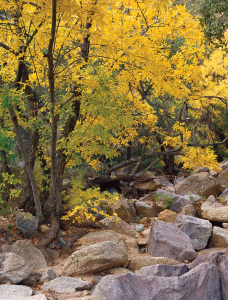 Ash Canyon