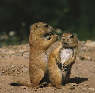 A pair of prairie dogs revel in the spring sunshine.