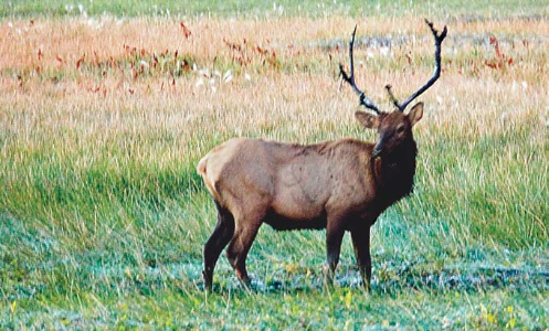 Calling White Mountain Elk