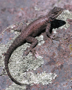 Virile Reptile