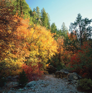 Bursting with yellow splendor, oak trees in the Kaibab National Forest's Jacob Canyon catch the late-afternoon sunlight.