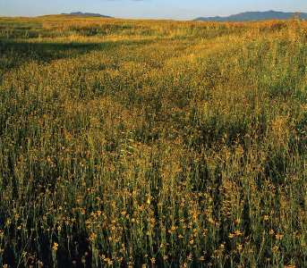 Flowers in the Grass