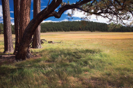 This White Mountains meadow, once the home of the 1880 Harris Cabin, is a favorite habitat of colorful Steller's jays.