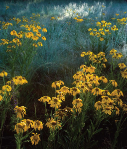 A patch of sneezeweed adds a golden glow to a misty meadow situated beneath the San Francisco Peaks near Flagstaff.