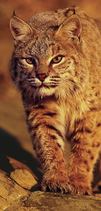 HOW TO SHOOT A BOBCAT