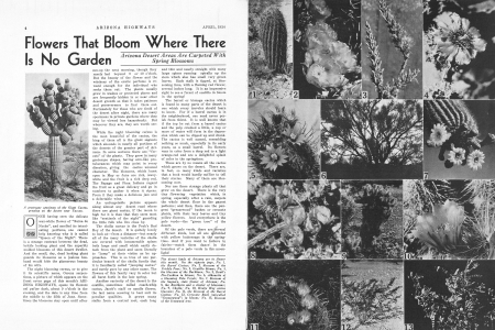 A grotesque specimen of the Giant Cactus, growing on the desert near Tucson.