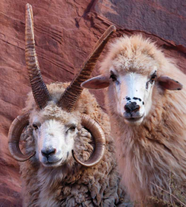 WOOLLY MAMMALS