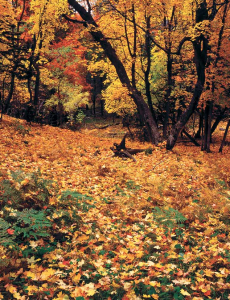 The colors of fall are abundant on a cool October hike along the Barbershop Trail.