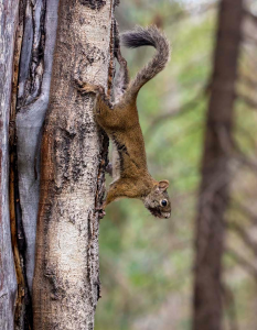 HANGING ON FOR DEAR LIFE