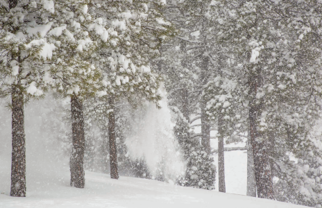 Falling snow covers the boughs of ponderosa pines along Lake Mary Road, southeast of Flagstaff, during a February snowstorm.