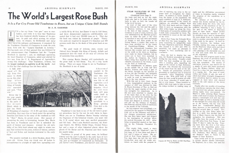 The World's Largest Rose Bush