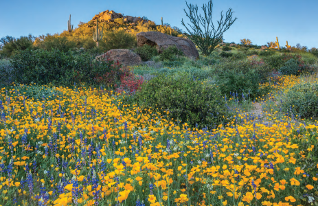 Mexican goldpoppies, lupines and other wildflowers thrive amid Sonoran Desert greenery on a hillside near Bartlett Lake, northeast of the Phoenix area.